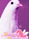 Hatoful Boyfriend